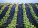 Vineyard of Domaine du Mas Cremat