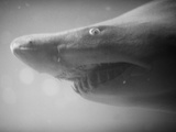 Shark Mouth