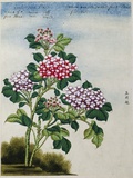 Early 19th-Century Chinese Watercolor of a Hydrangea