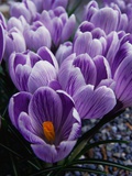 Crocus Flowers