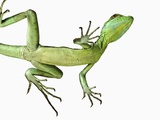 Double-Crested Basilisk