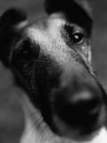 Smooth Fox Terrier