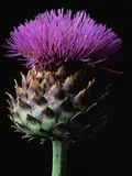 Cardoon