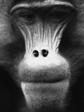 Ape Face