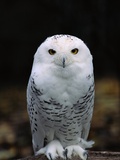 Snowy Owl