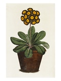A Pot of Auricula French Print