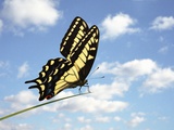 Swallowtail on a Blade of Grass