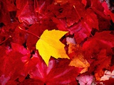 Yellow and Red Maple Leaves
