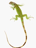 Green Iguana