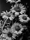 Cluster of Daisies