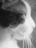 Cat's Head