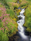 Wildflowers Blooming Along Rushing Creek