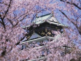 Cherry Blossoms in Front of Osaka Castle