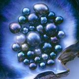 Tahitian Black Pearls in Oyster Shell