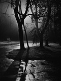 Trees Along Wet Road
