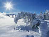 Snow on Trees at Lower Geyser Basin