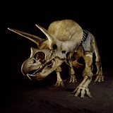 Triceratops Skeleton