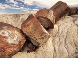 Petrified Logs