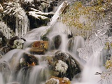 Trees Covered in Ice by Cascade