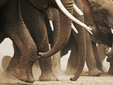 Elephant Herd on the Move