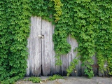 Ivy Covered Barn Door