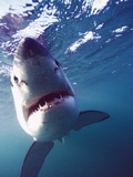 Great White Shark