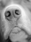 Dog's Nose