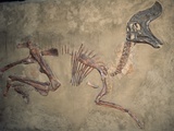 Cretaceous Lambeosaurus Dinosaur Fossil