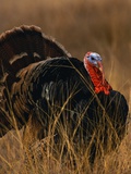 Turkey Showing Mating Display