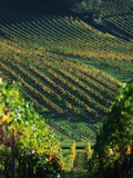 Vineyard in Entre-Deux-Mers Area