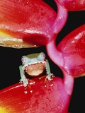 Two-colored Tree Frog on Lobster Claw Heliconia