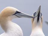 Two Northern Gannets