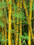 Bamboo Plants