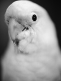 Parrot's Head