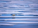 Polar Bear on Pack Ice