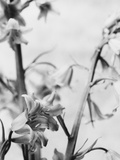 Bell Flower