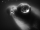 Bulging Eyes of Goldfish