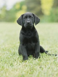 Black Labrador Puppy