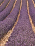 Field of Lavender
