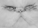 Face of a Persian Cat