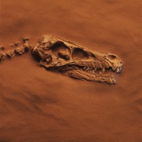 Velociraptor Skull and Neck in Sand