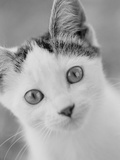 Head of Cat