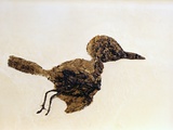 Fossil of Small Bird from Messel Site