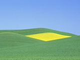 Palouse Hills in Growing Season