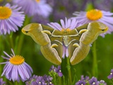 Ailanthus Silkmoth on Aster Flower