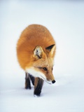 Red Fox in Snow