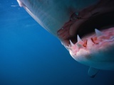 Mouth of Great White Shark