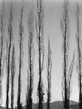Poplars