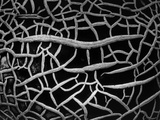 Abstract Pattern by Brett Weston