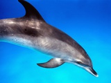 Atlantic Spotted Dolphin